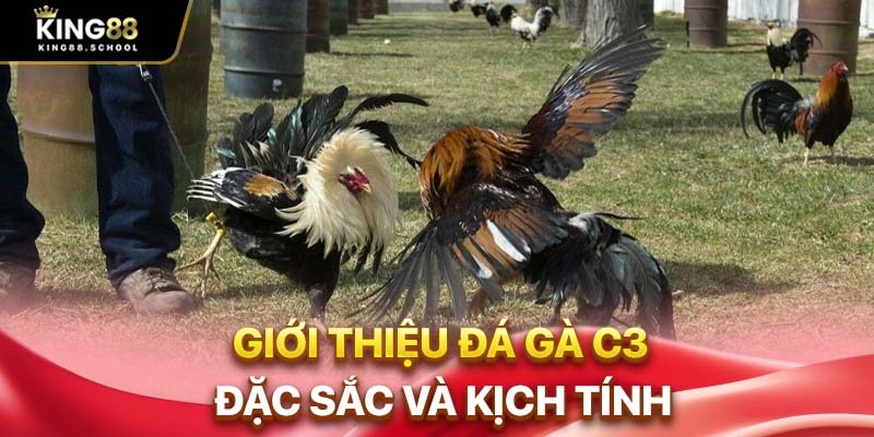Giới thiệu đá gà C3 đặc sắc và kịch tính